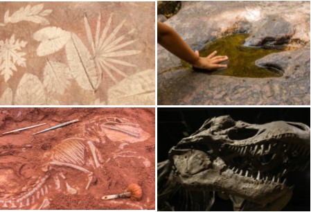 Image for event: Saturday Science: Paleontology